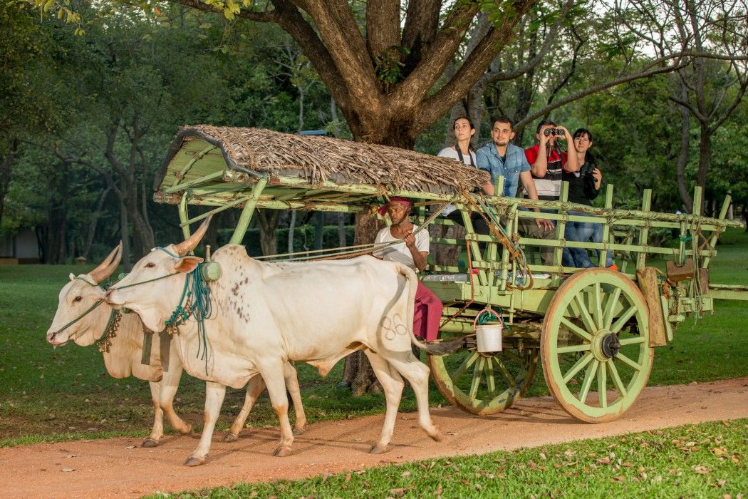Amaya Signature Dambulla Kandalama Exterior photo